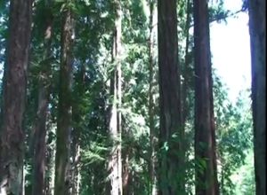 В лесу трахает жену в анальную дырку